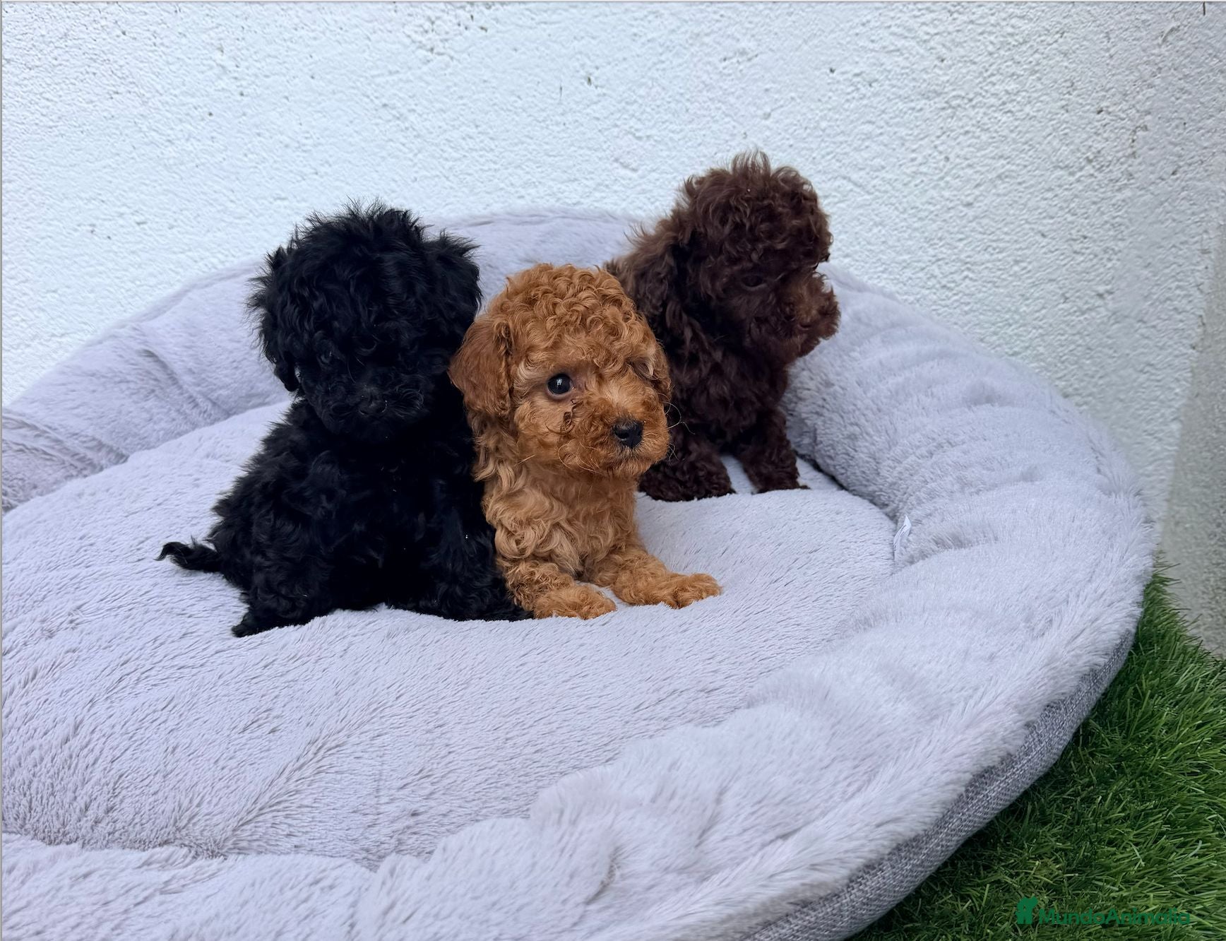 Caniche Toy perros Cachorros de caniche Toy. Varias capas - Anuncio 2