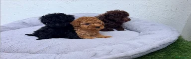 Caniche Toy 1