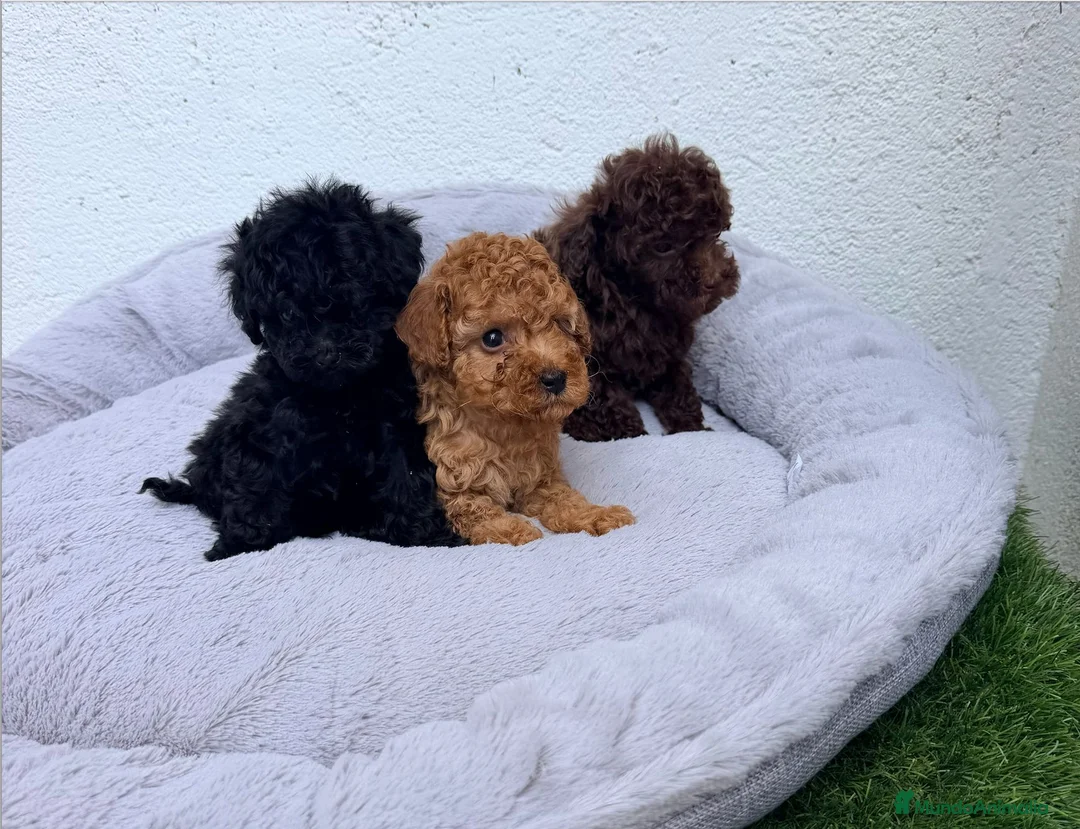 Caniche Toy perros en venta: Cachorros de caniche Toy. Varias capas - Anuncio 2