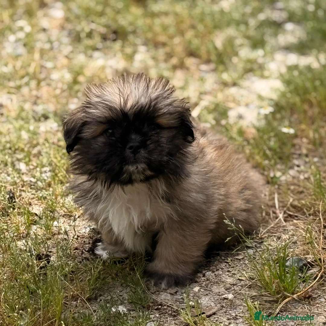 Maltipoo perros en venta: Maltipoo - Anuncio 2