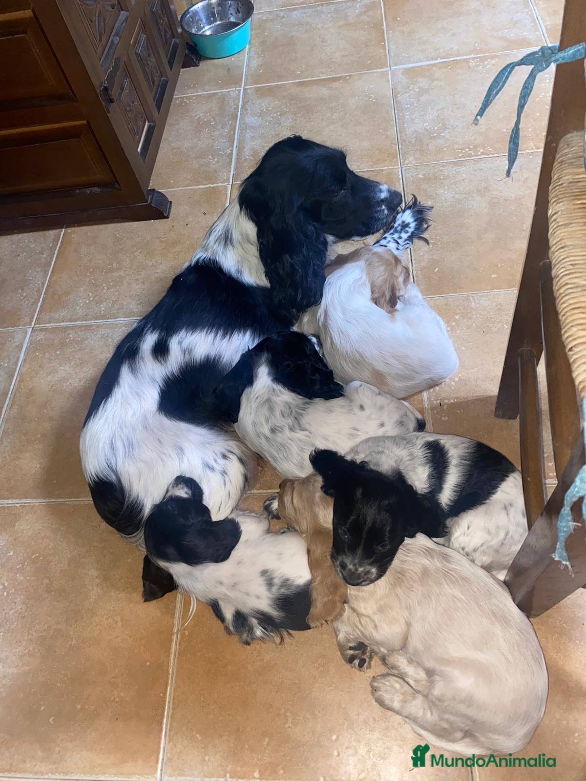 Cocker Spaniel Inglés perros Cachorros cocker inglés  - Anuncio 3