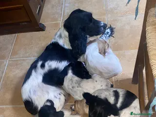 Cocker Spaniel Inglés perros Cachorros cocker inglés - Anuncio 3