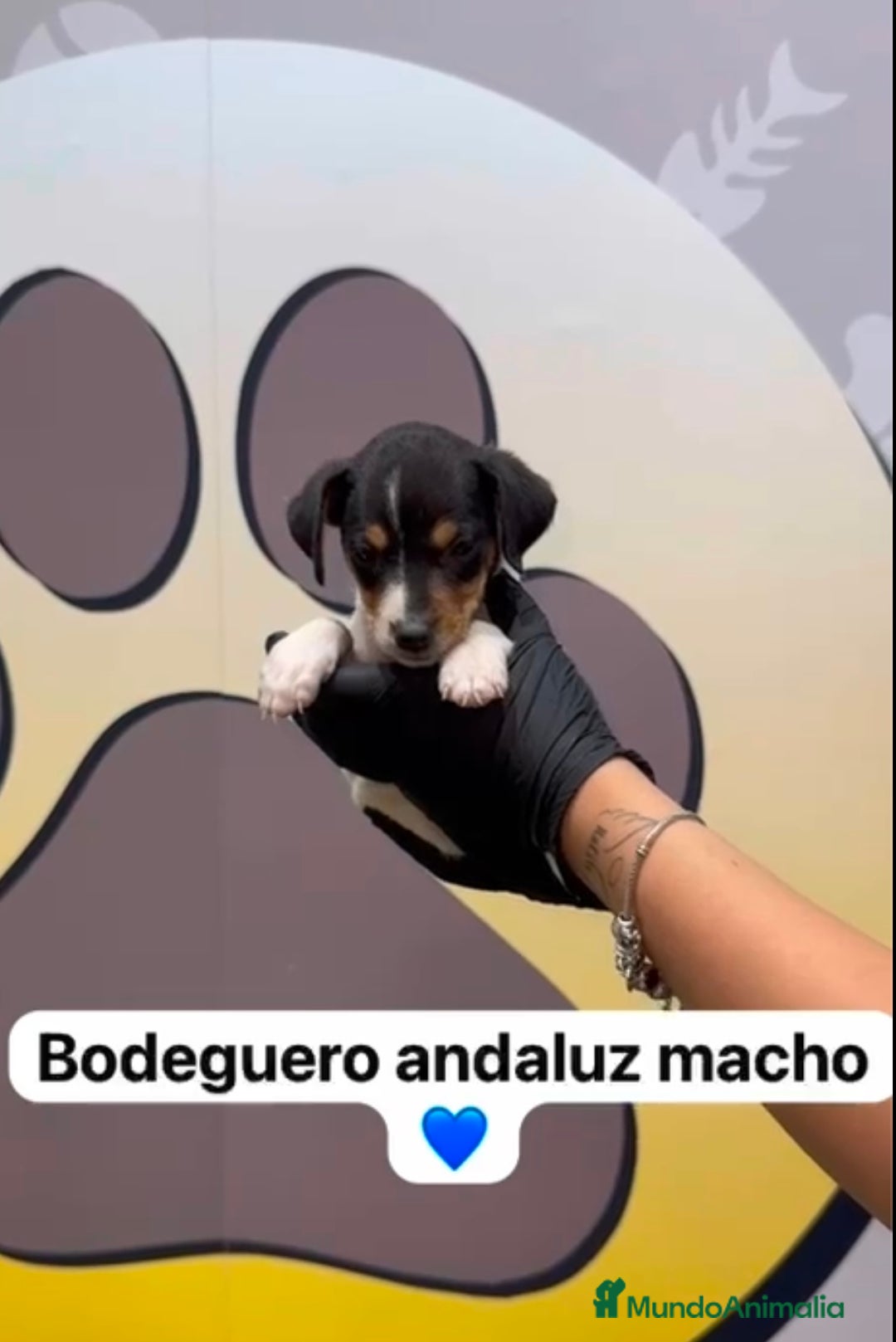 Ratonero Bodeguero Andaluz perros en venta: 🐶Camada de bodeguero andaluz disponible 🐶 - Imagen 2