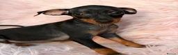 Pinscher Miniatura perros en venta: Pinscher miniatura hembra🐾🩷 - Anuncio 1