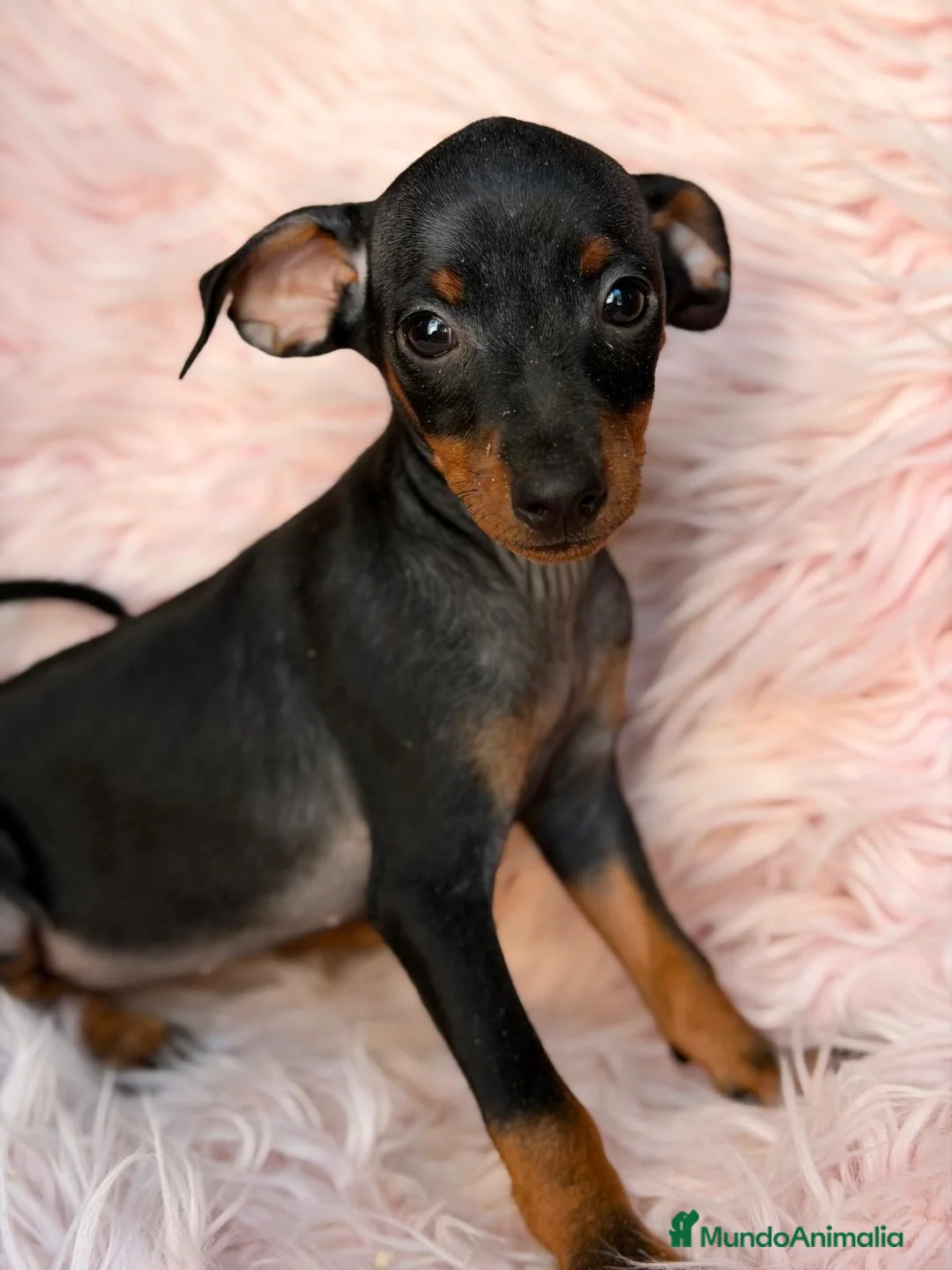 Pinscher Miniatura perros en venta: Pinscher miniatura hembra🐾🩷 - Anuncio 1
