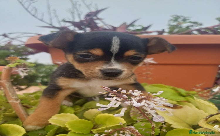 Chihuahua perros Chihuahua macho  - Anuncio 1