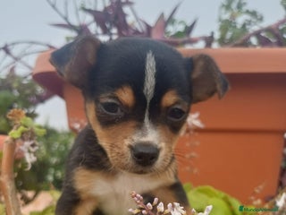 Chihuahua perros Chihuahua macho - Anuncio 1