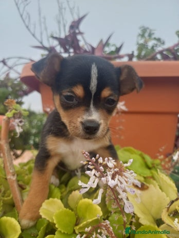 Chihuahua perros Chihuahua macho - Anuncio 6