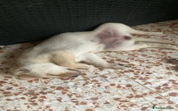 Labrador Retriever perros en venta: Ultimos cachorros - Imagen 3