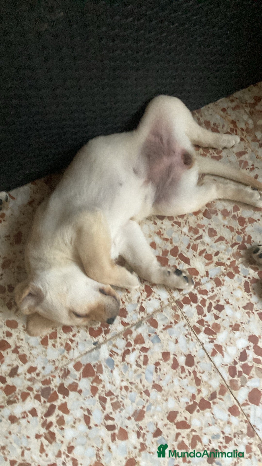Labrador Retriever perros en venta: Ultimos cachorros - Imagen 3