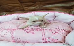 Chihuahua perros en venta: CHIHUAHUA TOY - Imagen 1