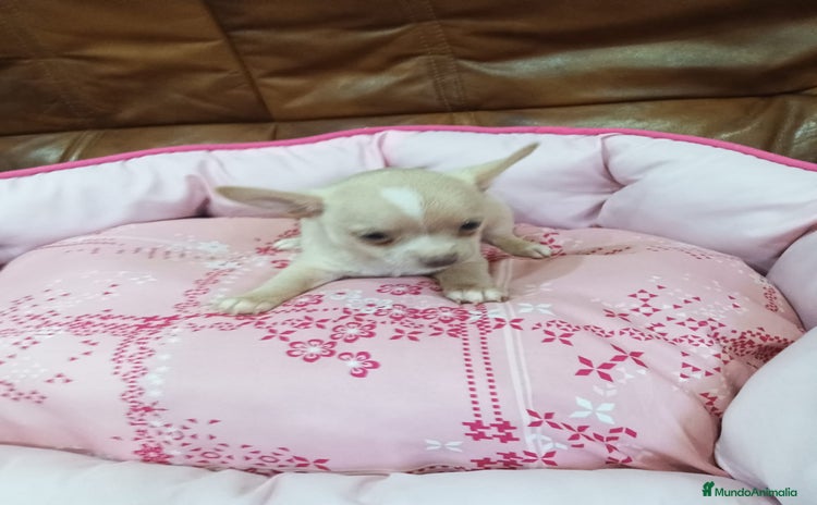 Chihuahua perros - Anuncio 6