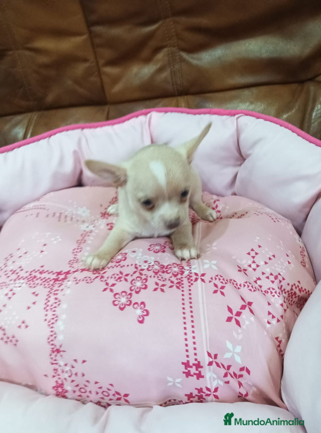 Chihuahua perros en venta: CHIHUAHUA TOY - Imagen 1