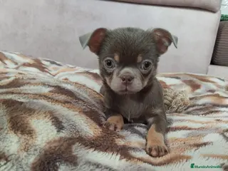 Chihuahua perros Chihuahua línea rusa - Anuncio 4