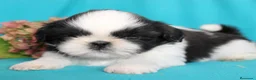Shih Tzu perros en venta: CRIADERO DE SHIH TZU EN CATALUÑA  - Anuncio 3