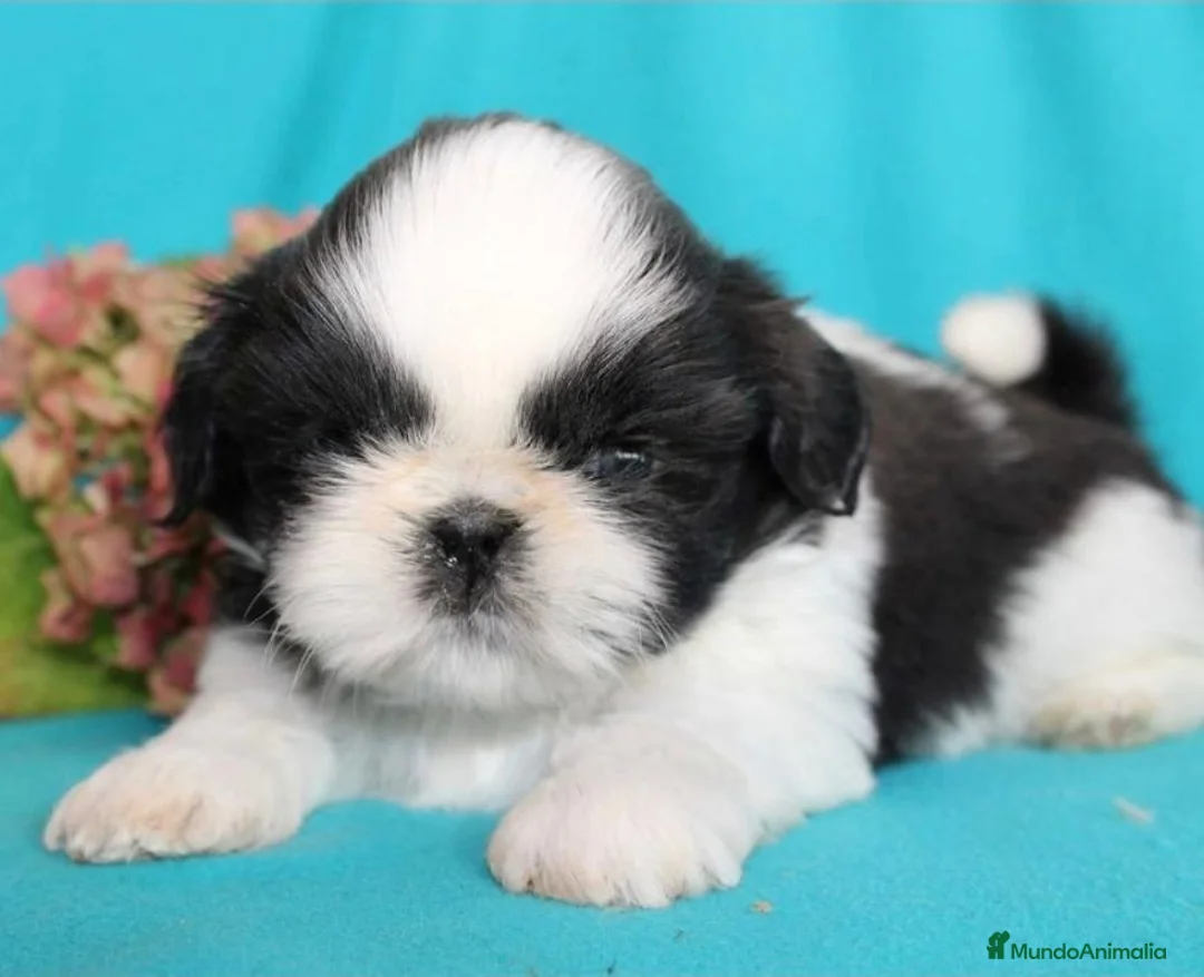Shih Tzu perros en venta: CRIADERO DE SHIH TZU EN CATALUÑA  - Anuncio 3
