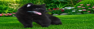 Pastor Belga Groenendael Cachorro 1