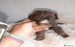 Perro de Agua Español perros en venta: Perro de agua  - Imagen 5