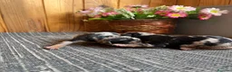 Pinscher Miniatura perros en venta: Pinscher Miniatura Merle Azul Cachorros - Anuncio 1