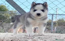 Husky Siberiano perros en venta: Husky Siberiano  - Imagen 7