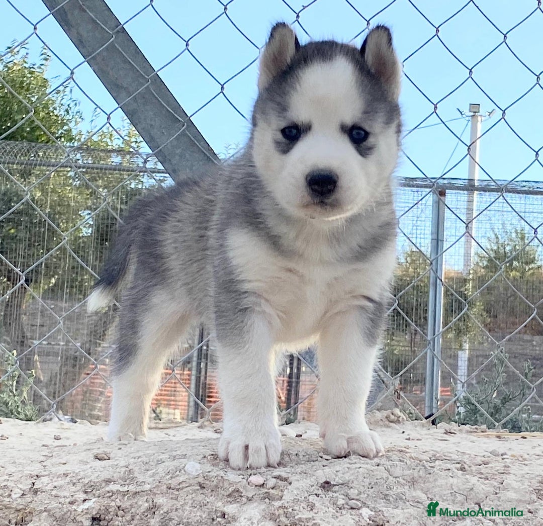 Husky Siberiano perros en venta: Husky Siberiano  - Imagen 7