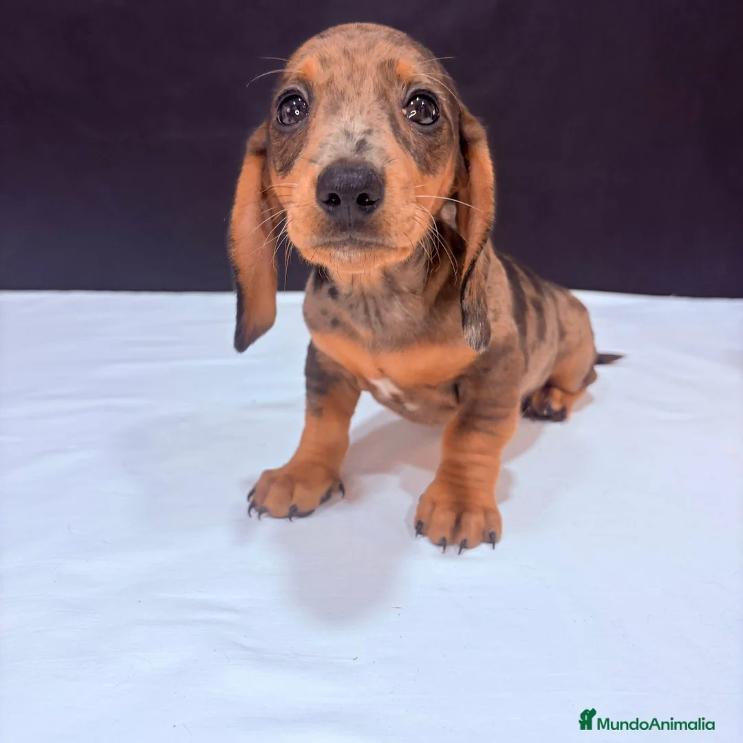 Teckel Miniatura perros en venta: Teckel Miniatura  - Anuncio 15