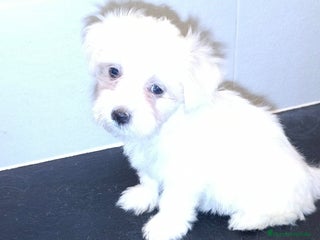 Bichón Maltés perros - Anuncio 19