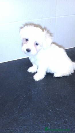 Bichón Maltés perros - Anuncio 17