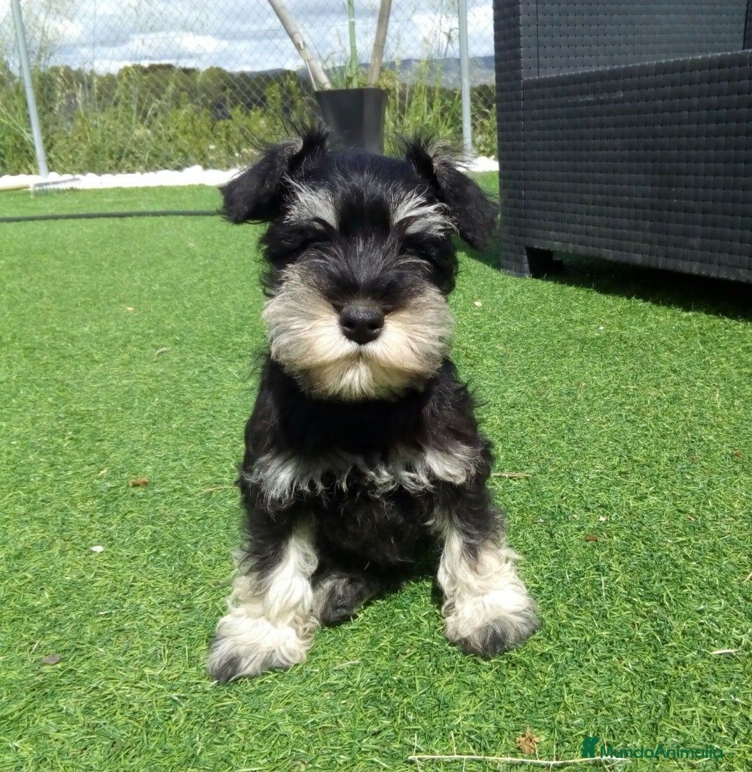 Schnauzer Miniatura perros Espectacular schnauzer miniatura negro plata  - Anuncio 3
