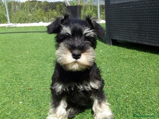 Schnauzer Miniatura perros Espectacular schnauzer miniatura negro plata - Anuncio 3