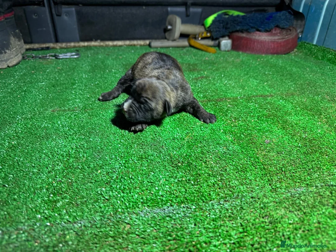 American Staffordshire-Terrier perros en venta: Cachorros de American Staffordshire  terrier  - Anuncio 12