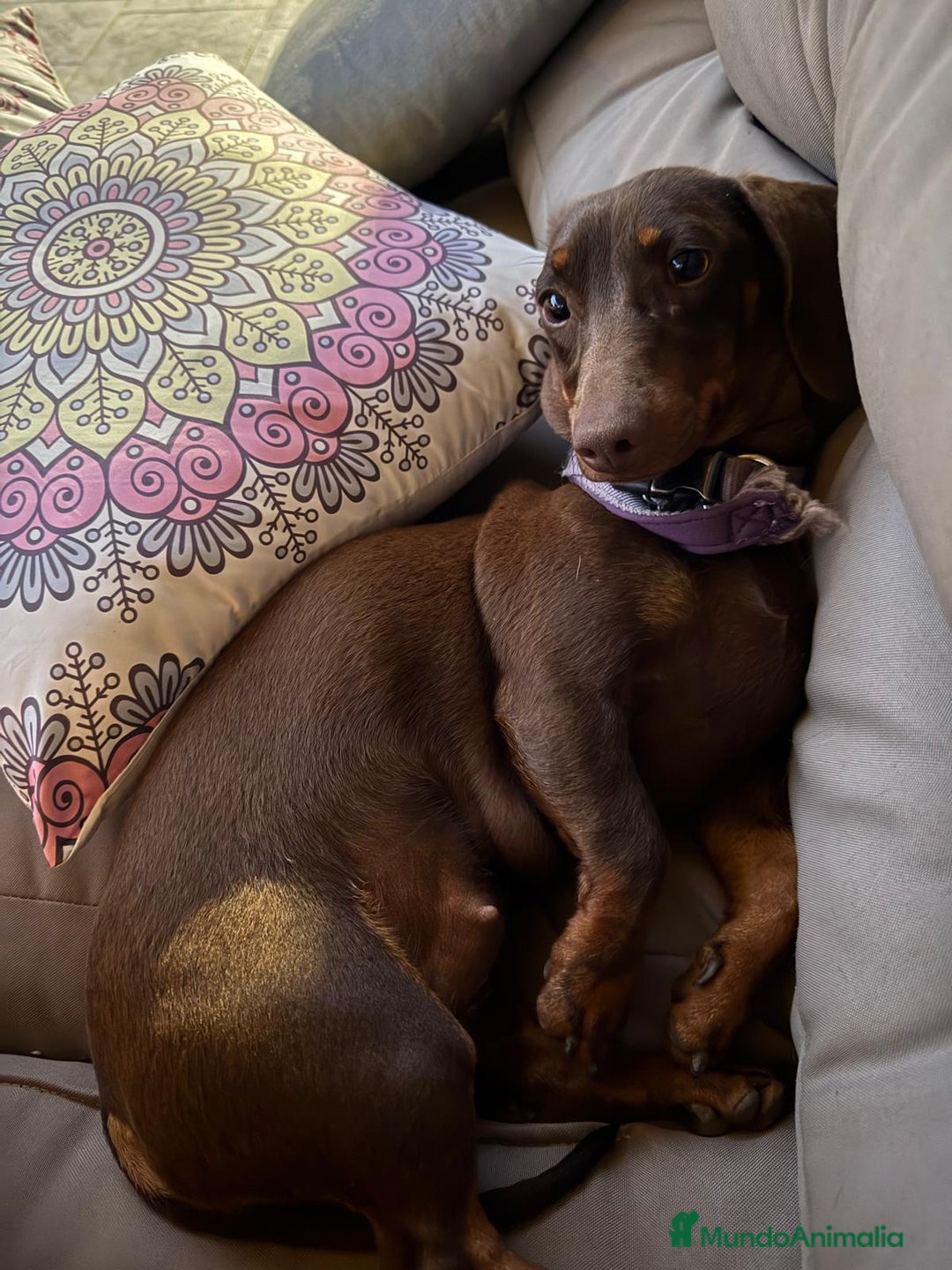 Teckel perros en venta: CAMADA DE TECKEL - Anuncio 2