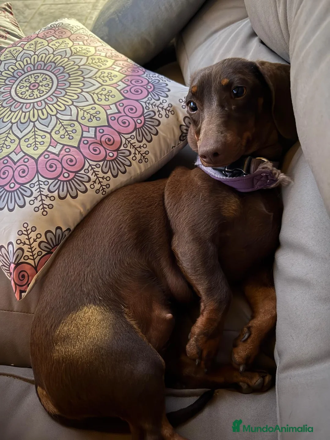 Teckel perros en venta: CAMADA DE TECKEL - Anuncio 3