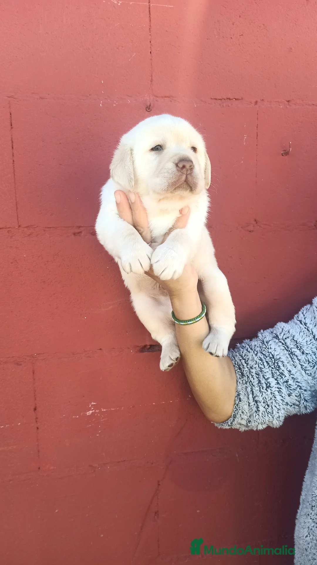 Labrador Retriever perros en venta: Labrador retriever dorado macho  - Anuncio 5