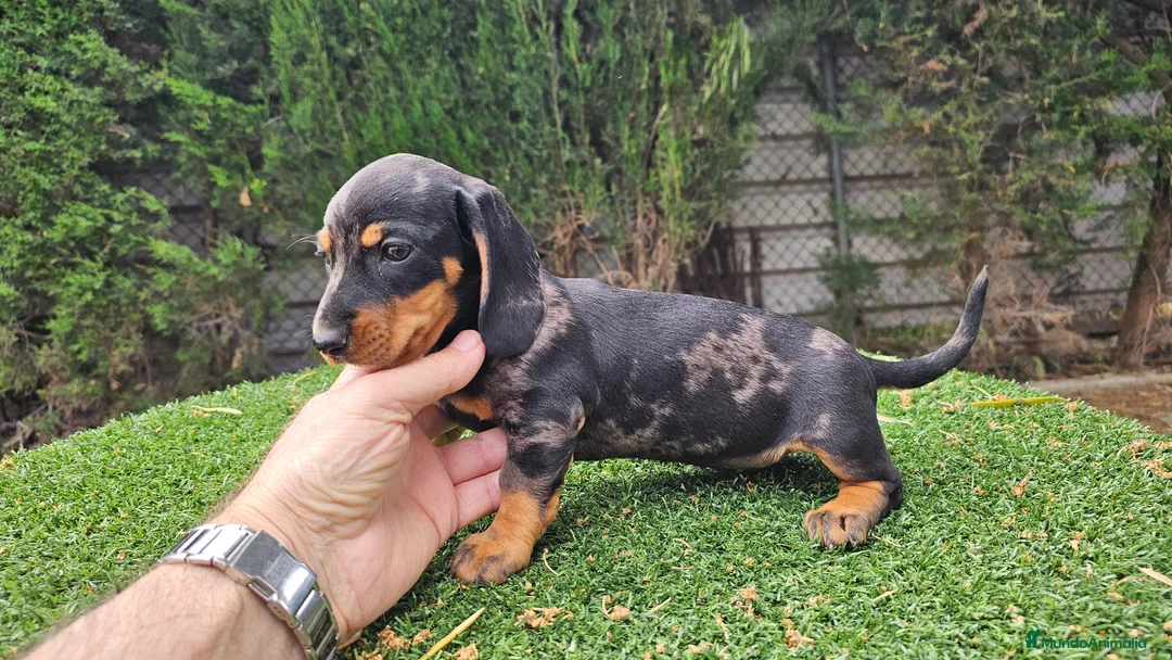 Teckel Miniatura perros en venta: Teckel kanichem cachorro - Anuncio 1