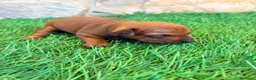 Pinscher Miniatura perros en venta: Pinscher Miniatura roja - Anuncio 15