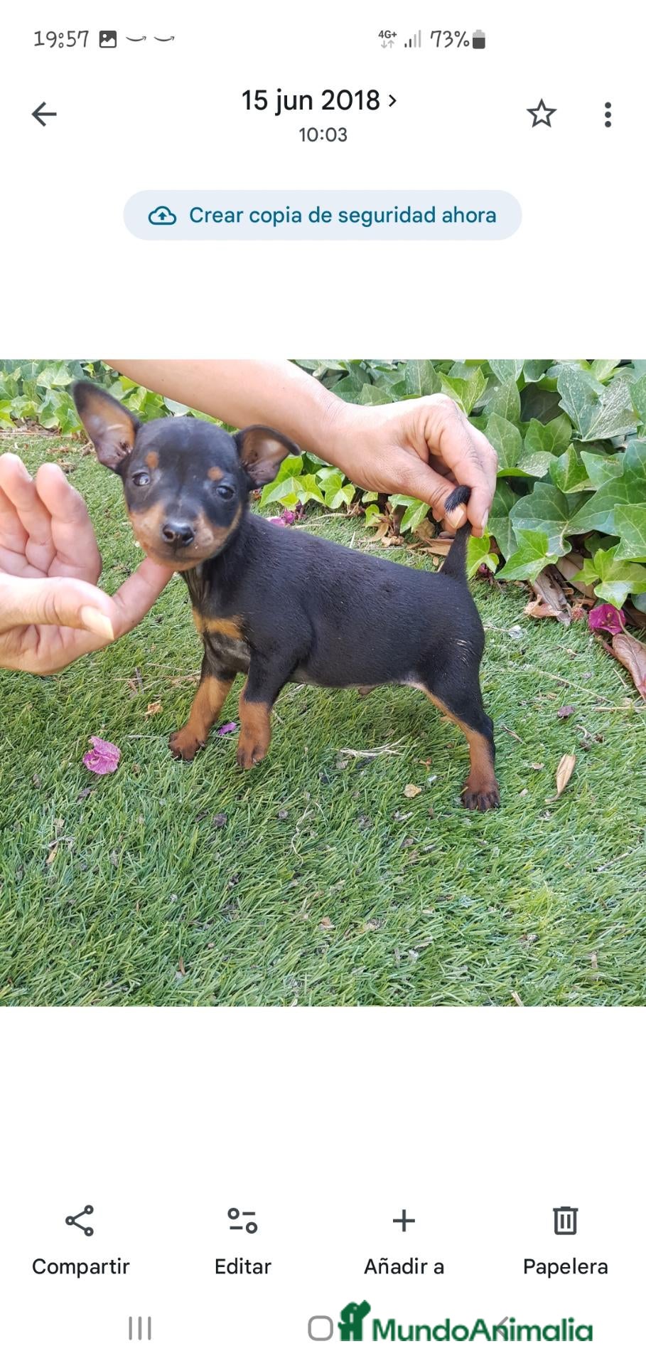 Pinscher Miniatura perros Pinscher Mini Calidad y Belleza - Anuncio 2