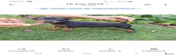 Pinscher Miniatura perros en venta: Pinscher Mini Calidad y Belleza - Anuncio 2