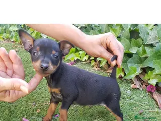 Pinscher Miniatura perros Pinscher Mini Calidad y Belleza - Anuncio 2