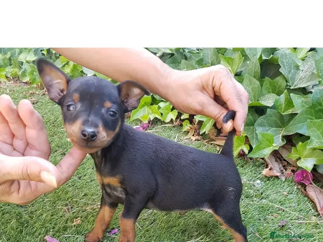 Pinscher Miniatura perros en venta: Pinscher Mini Calidad y Belleza - Anuncio 2