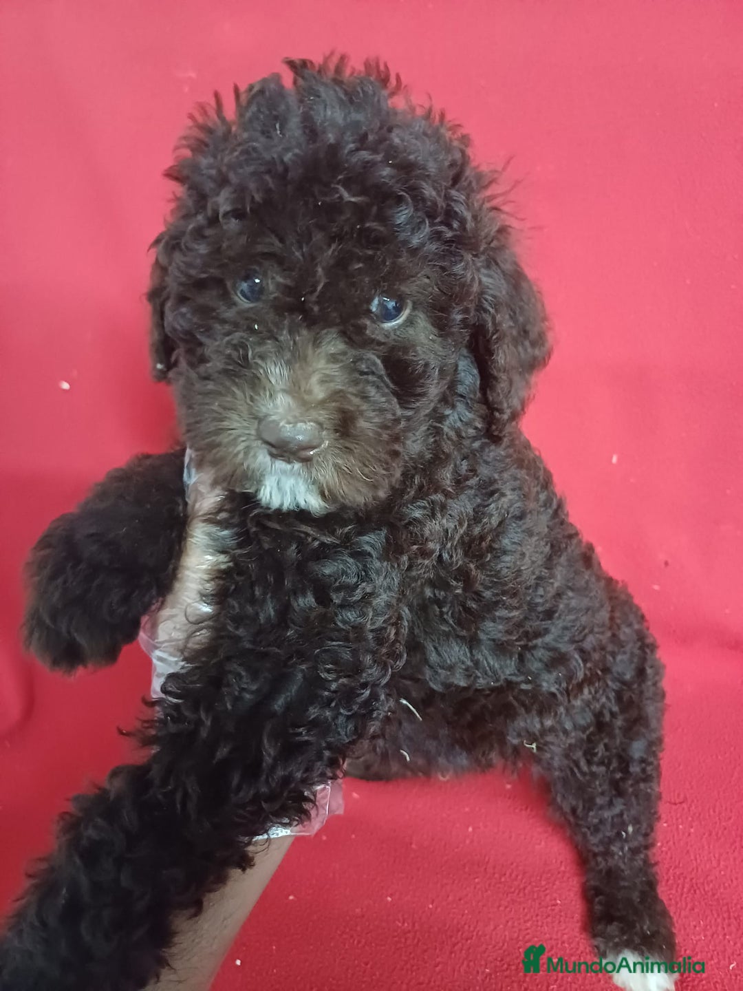 Perro de Agua Español perros en venta: Perro de Agua Español Bicolor - Imagen 1
