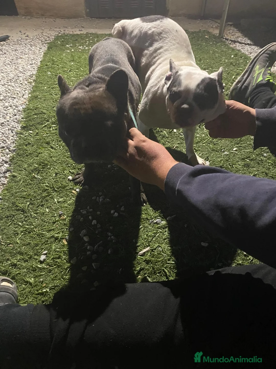 Bulldog Francés perros en venta: Bulldog Francés  - Anuncio 2