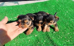 Yorkshire Terrier perros en venta: Yorkshire terrier toy - Imagen 5
