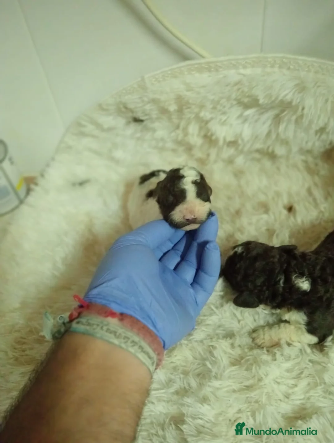 Perro de Agua Español perros en venta: Perros de agua  - Anuncio 2