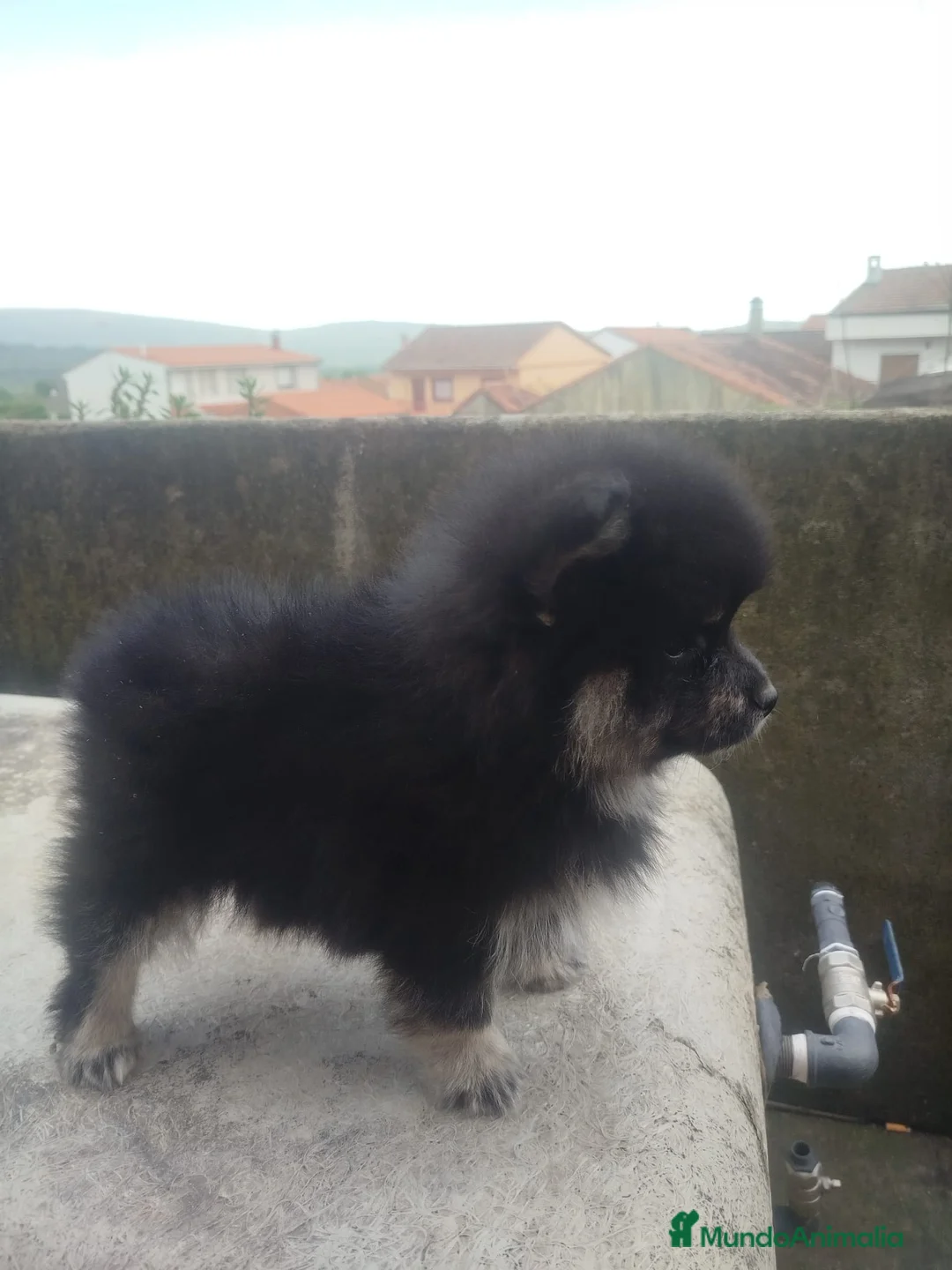 Pomerania perros en venta: POMERANIA BLACK en Cáceres - Anuncio 2