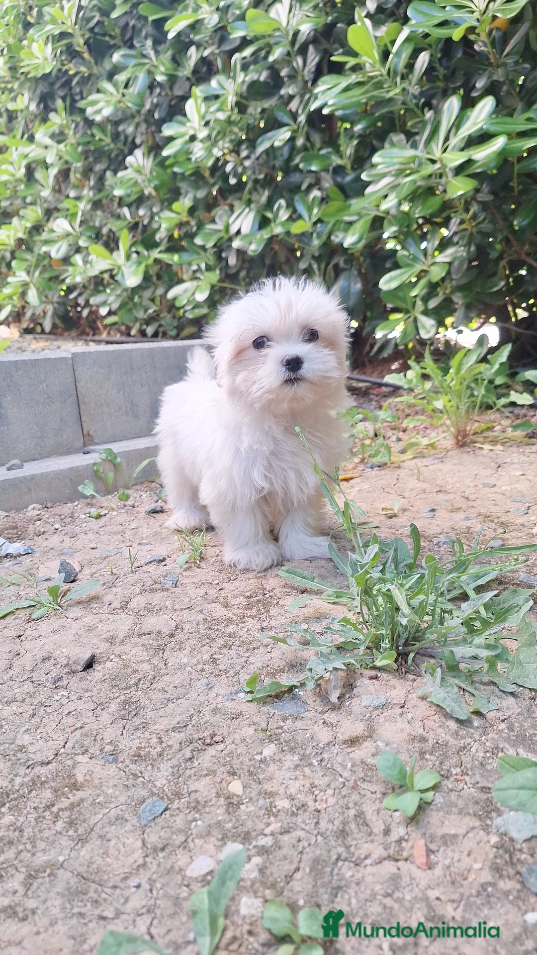 Bichón Maltés perros en venta: Bichón maltés  - Anuncio 2