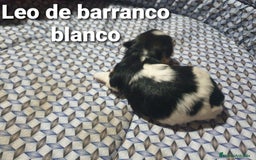 Biewer Yorkshire Terrier a la Pom Pon perros en venta: Biewer con pedigree - Imagen 2