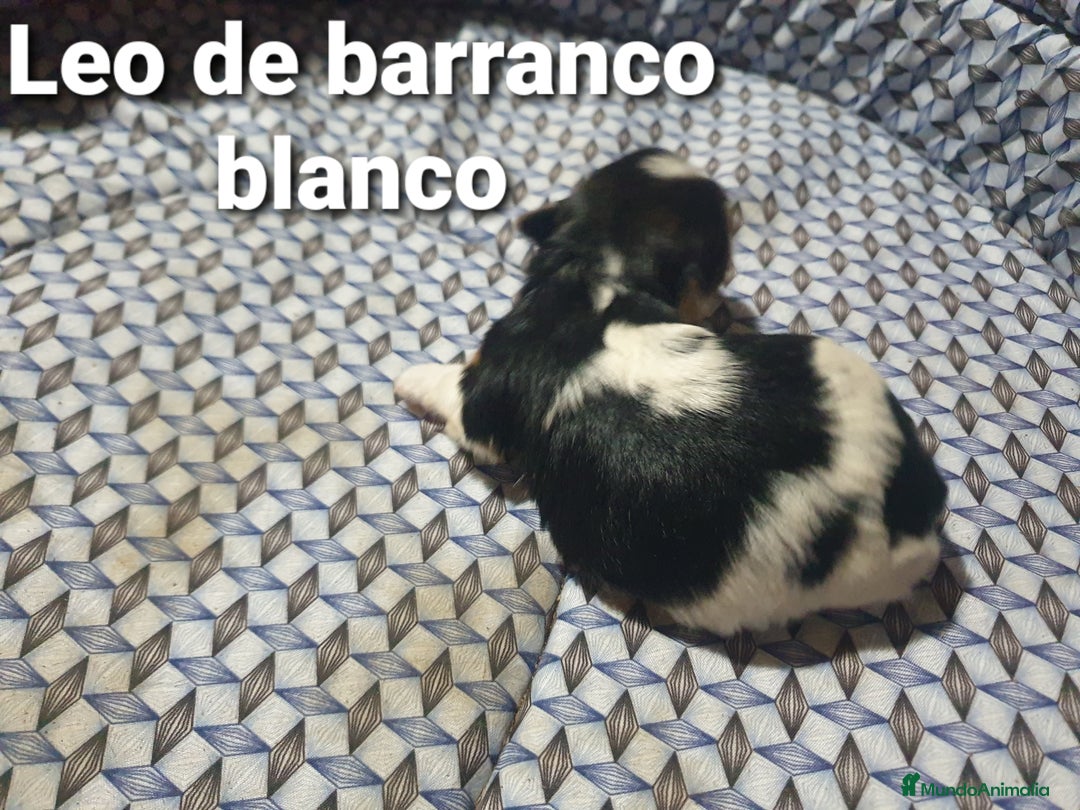 Biewer Yorkshire Terrier a la Pom Pon perros en venta: Biewer con pedigree - Imagen 2