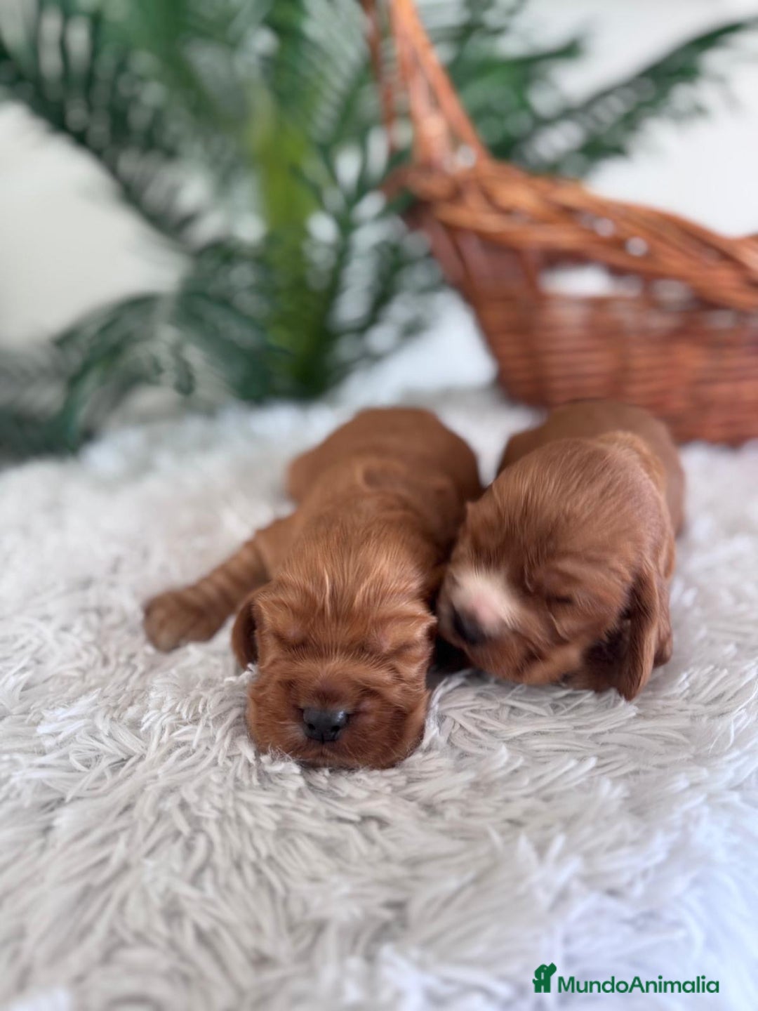 Cocker Spaniel Inglés perros en venta: COCKER SPANIEL INGLES - Anuncio 6