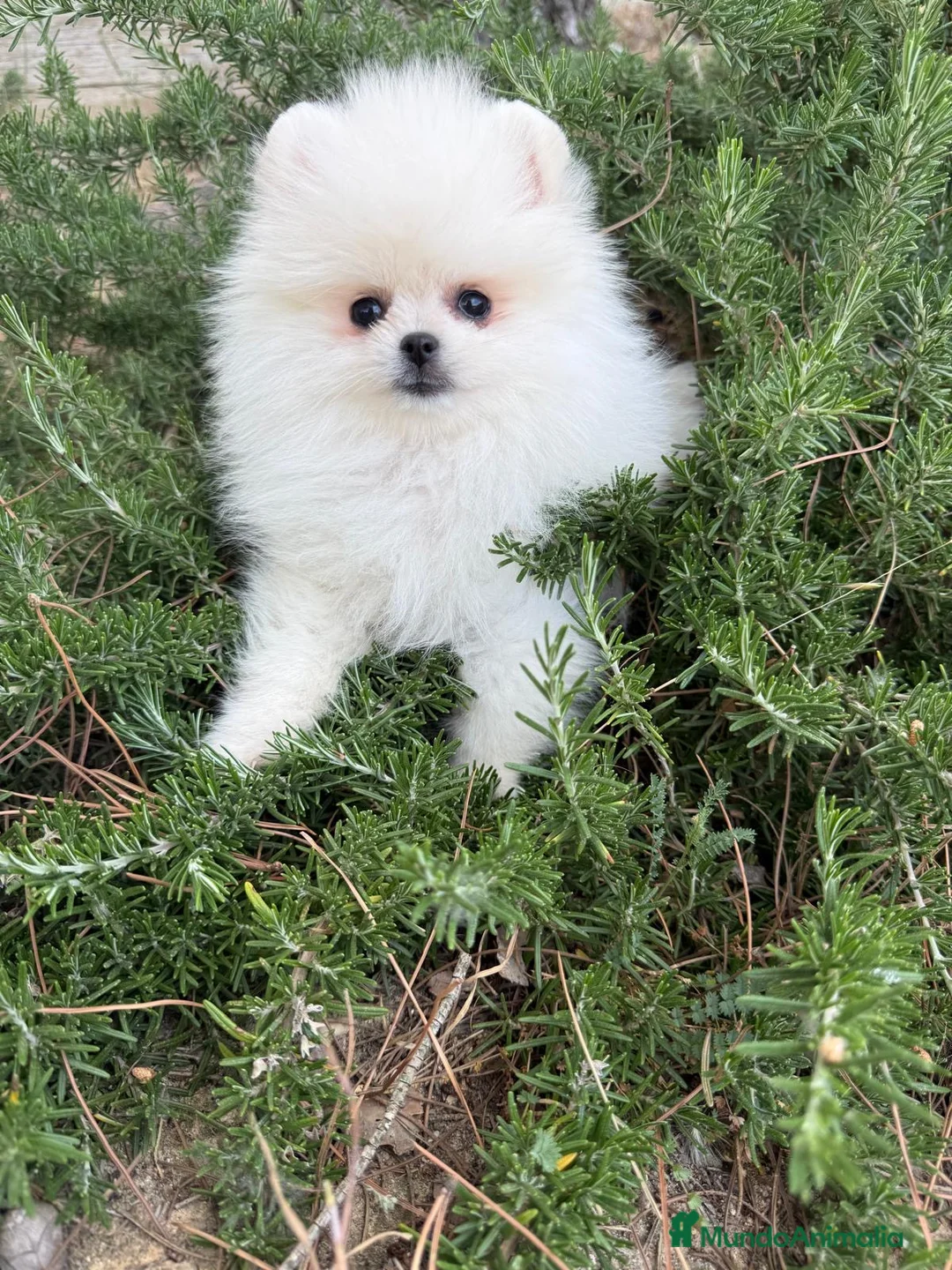 Pomerania perros en venta: Pomerania hembra miniatura!!! - Anuncio 1